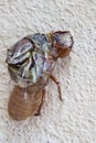 Cicadidae is animal and it can suough off. Royalty Free Stock Photo