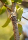 Cicadidae Cicada close-up on a tree branch