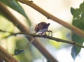 Cicadidae Cicada close-up on a tree branch Royalty Free Stock Photo