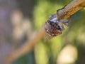 Cicadidae Cicada close-up on a tree branch