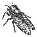 Cicadidae insect engraving sketch raster illustration Royalty Free Stock Photo