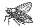 Cicadidae insect engraving sketch vector illustration Royalty Free Stock Photo