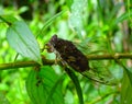 South America, insect, Cicadidae, Hemiptera orde