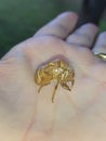 Closeup of a cicada cocoon, empty after metamorphosis, in the palm. Royalty Free Stock Photo