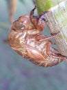 Closeup of a cicada cocoon, empty after metamorphosis, stuck in a tree trunk. Royalty Free Stock Photo