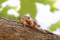 Cicadidae insect. Singing cicada. Cicadoidea insect. Eukaryota Animalia Arthropoda Tracheata Hexapoda Insecta Insecta Royalty Free Stock Photo