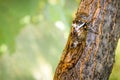 Cicadidae insect. Singing cicada. Cicadidae on the tree trunk. Flora of Europe. Little cicadidae. Macro close up. Insect Royalty Free Stock Photo