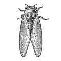 Cicadidae insect sketch vector illustration Royalty Free Stock Photo