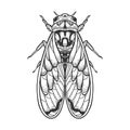 Cicadidae insect sketch vector illustration Royalty Free Stock Photo