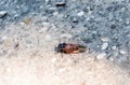 Cicadidae