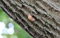 Cicadoidea, cicadas shell hanging from our tree