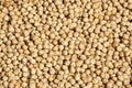 Cicer arietinum is scientific name of Chickpeas legume. Also known as Garbanzo bean, Chick Peas or Grao de Bico.