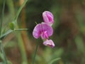 Cicerchia grass wild pea flower Royalty Free Stock Photo