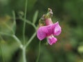 Cicerchia grass wild pea flower Royalty Free Stock Photo