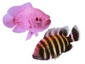 Cichclid fish tank pet, albino oscar and zebra tilapia or ninety nine. Cut out isolated
