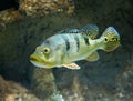 Cichla Azul river fish underwater Royalty Free Stock Photo