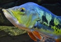 Cichla fish Royalty Free Stock Photo