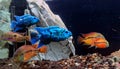 Cichlasoma Blue Jack Dempsey. Freshwater ray-finned fish from the Cichlid family. Trichromis cichlasoma salvini. The