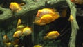Cichlazoma Labiatum. big yellow fish in the aquarium