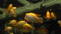 Cichlazoma Labiatum. big yellow fish in the aquarium