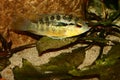 Cichlid (Bujurquina spec.)