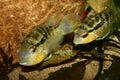 Cichlid (Bujurquina spec.)