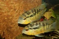 Cichlid (Bujurquina spec.)