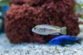 Cichlid or Cichlidae blue tropical fish in aquarium. African Cichlid endemic to Malawi in blue tropical fish Cichlidae family. Royalty Free Stock Photo