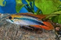 Cichlid fish Apistogramma agassizii in a aquarium