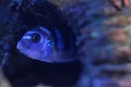 Cichlid Fish in aquarium. Scientific Name: Pseudotropheus Demasoni Royalty Free Stock Photo