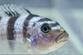 Cichlid fish Royalty Free Stock Photo