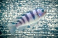 Cichlid fish Royalty Free Stock Photo