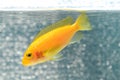 Cichlid fish Royalty Free Stock Photo