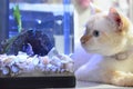 Cichlid Fish, Scientific Name: Pseudotropheus Demasoni. Cat and fish close up. Kitten watching the bluefish inside the aquarium