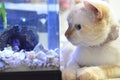 Cichlid Fish, Scientific Name: Pseudotropheus Demasoni. Cat and fish close up. Kitten watching the bluefish inside the aquarium