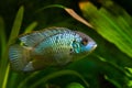 Cichlid Nannacara anomala neon blue, young male demonstrate its beauty stretching fins