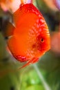 Cichlid red marlboro, Discus red marlboro Royalty Free Stock Photo