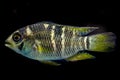 Cichlid sp in high detail.