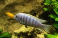 Cichliden Malawi fish Royalty Free Stock Photo