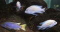 Cichlids aquarium fish Royalty Free Stock Photo