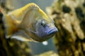 Cichlids aquarium fish Royalty Free Stock Photo