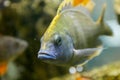 Cichlids aquarium fish Royalty Free Stock Photo