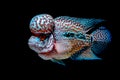 Cichlids fish in beautiful aquariums Royalty Free Stock Photo