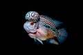 Cichlids fish in beautiful aquariums Royalty Free Stock Photo