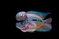 Cichlids fish in a beautiful aquarium Royalty Free Stock Photo