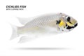 Cichlids fish isolated on white background. White color and stripe. Clipping path
