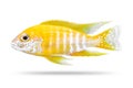 Cichlids fish isolated on white background. Yellow color. Clipping path Royalty Free Stock Photo