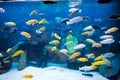 Cichlids Royalty Free Stock Photo