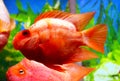 Cichlids red parrot