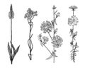 Cichorium or Chicory or endive. Plantago or Helichrysum arenarium or dwarf everlast or immortelle. Dandelion or Royalty Free Stock Photo